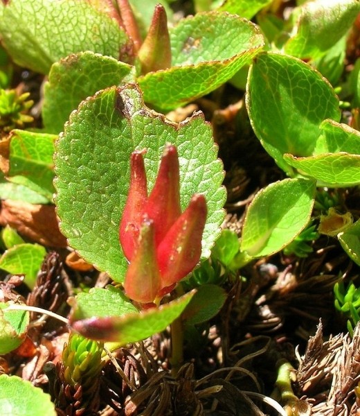Pflanzenbild gross Kraut-Weide - Salix herbacea