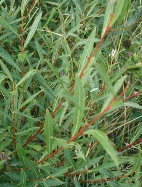 Pflanzenbild gross Purpur-Weide - Salix purpurea