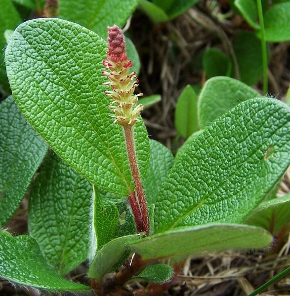 Pflanzenbild gross Netz-Weide - Salix reticulata