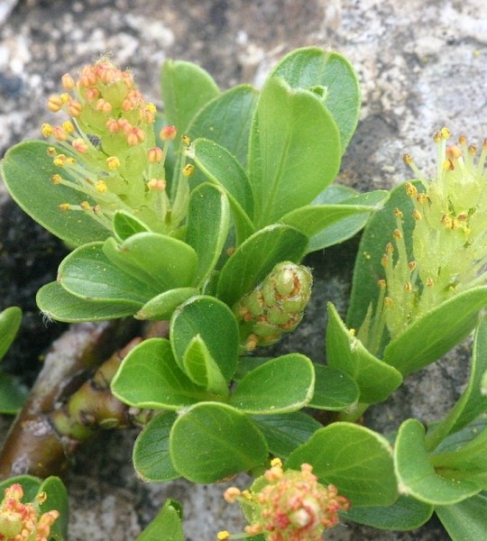 Pflanzenbild gross Stumpfblättrige Weide - Salix retusa