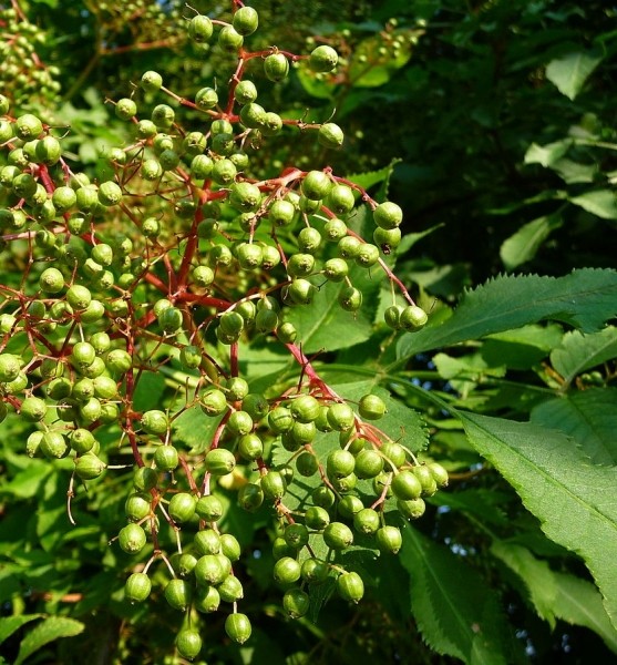 Pflanzenbild gross Schwarzer Holunder - Sambucus nigra