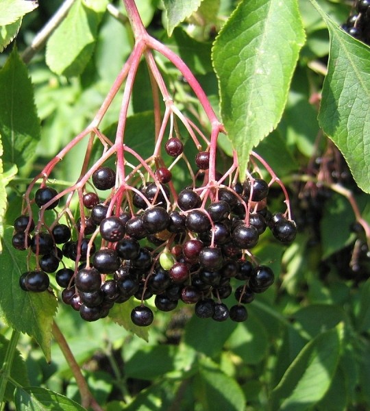Pflanzenbild gross Schwarzer Holunder - Sambucus nigra