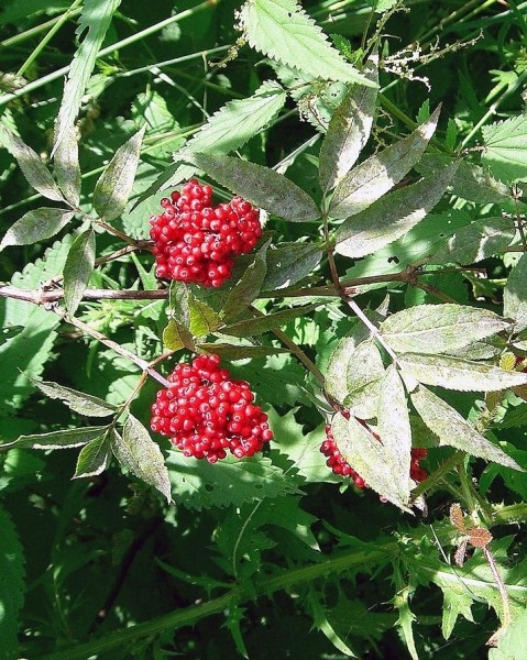 Pflanzenbild gross Roter Holunder - Sambucus racemosa