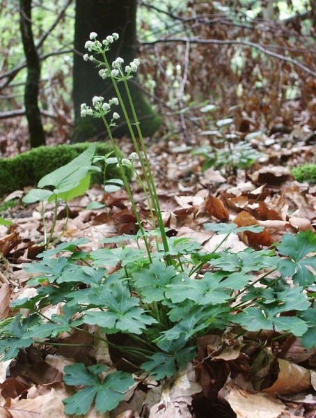 Pflanzenbild gross Sanikel - Sanicula europaea
