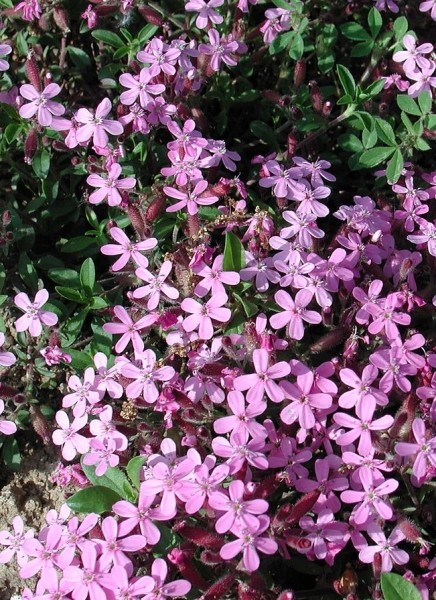 Pflanzenbild gross Rotes Seifenkraut - Saponaria ocymoides