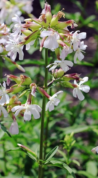 Pflanzenbild gross Echtes Seifenkraut - Saponaria officinalis