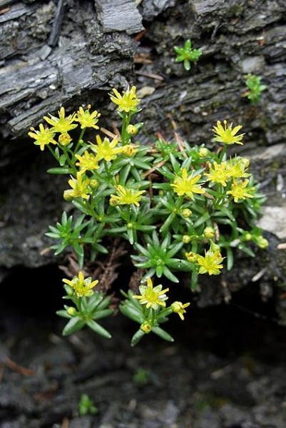 Pflanzenbild gross Bach-Steinbrech - Saxifraga aizoides