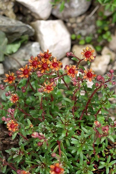 Pflanzenbild gross Bach-Steinbrech - Saxifraga aizoides