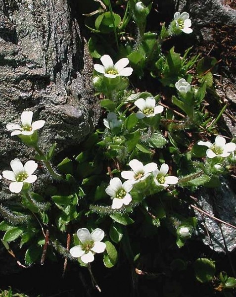 Pflanzenbild gross Mannsschild-Steinbrech - Saxifraga androsacea