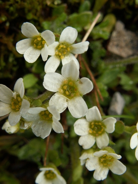 Pflanzenbild gross Mannsschild-Steinbrech - Saxifraga androsacea
