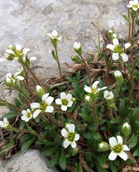 Pflanzenbild gross Mannsschild-Steinbrech - Saxifraga androsacea