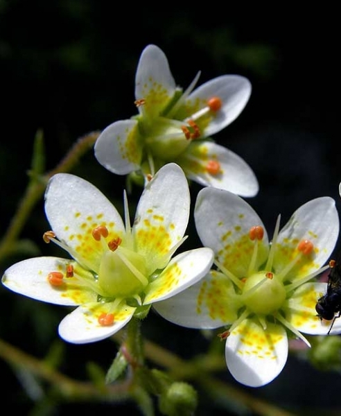 Pflanzenbild gross Rauer Steinbrech - Saxifraga aspera