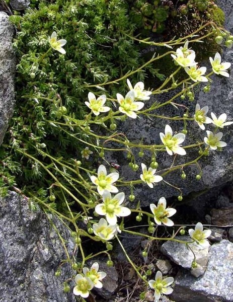Pflanzenbild gross Rauer Steinbrech - Saxifraga aspera