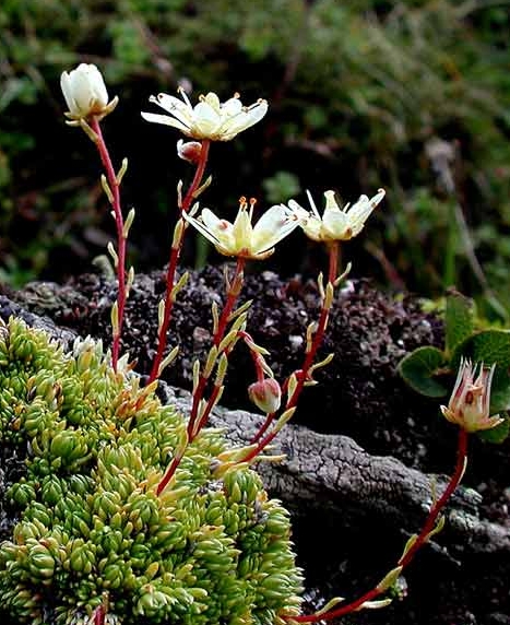 Pflanzenbild gross Moosartiger Steinbrech - Saxifraga bryoides