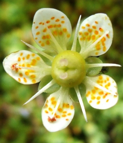 Pflanzenbild gross Moosartiger Steinbrech - Saxifraga bryoides