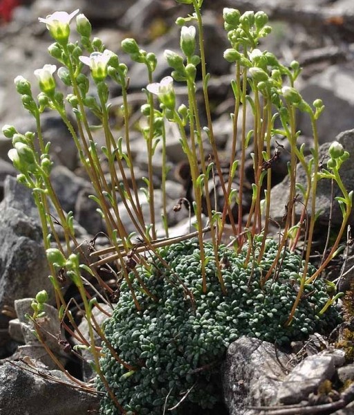 Pflanzenbild gross Blaugrüner Steinbrech - Saxifraga caesia
