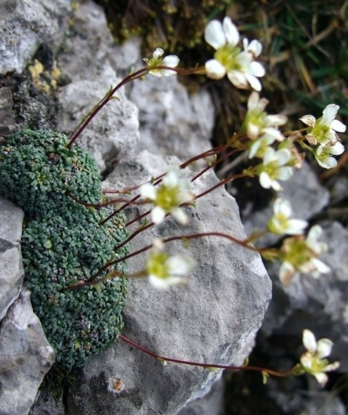 Pflanzenbild gross Blaugrüner Steinbrech - Saxifraga caesia