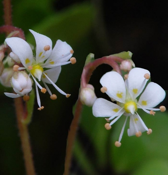 Pflanzenbild gross Keilblättriger Steinbrech - Saxifraga cuneifolia