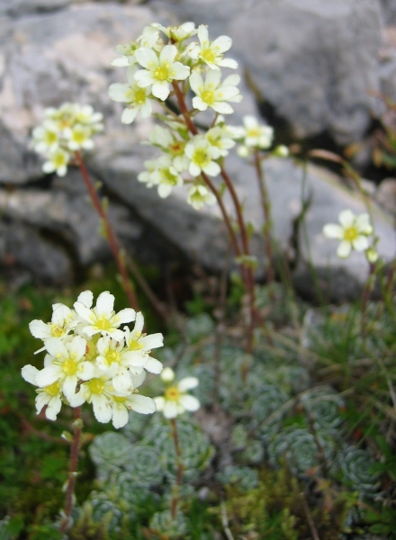 Pflanzenbild gross Trauben-Steinbrech - Saxifraga paniculata