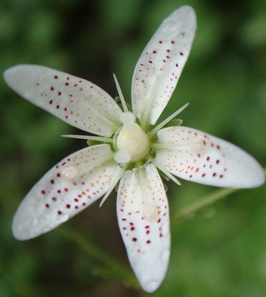 Pflanzenbild gross Rundblättriger Steinbrech - Saxifraga rotundifolia
