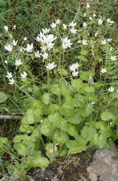 Pflanzenbild gross Rundblättriger Steinbrech - Saxifraga rotundifolia