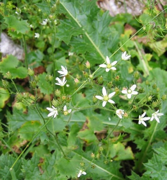 Pflanzenbild gross Rundblättriger Steinbrech - Saxifraga rotundifolia