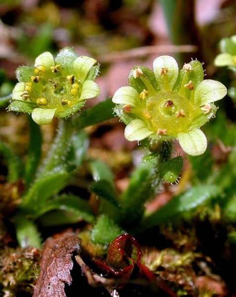 Pflanzenbild gross Séguiers Steinbrech - Saxifraga seguieri