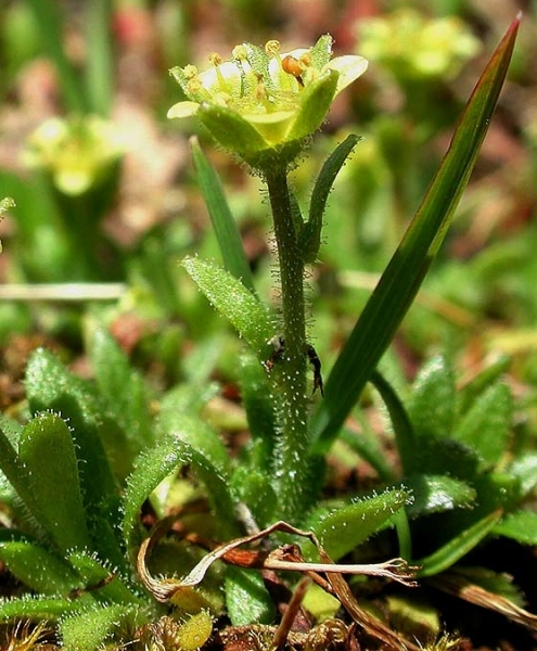 Pflanzenbild gross Séguiers Steinbrech - Saxifraga seguieri