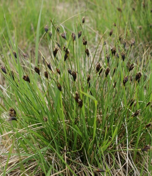 Pflanzenbild gross Schwärzliche Kopfbinse - Schoenus nigricans