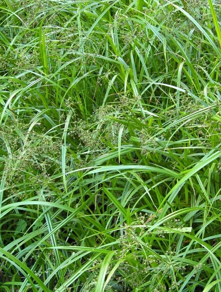 Pflanzenbild gross Waldbinse - Scirpus sylvaticus