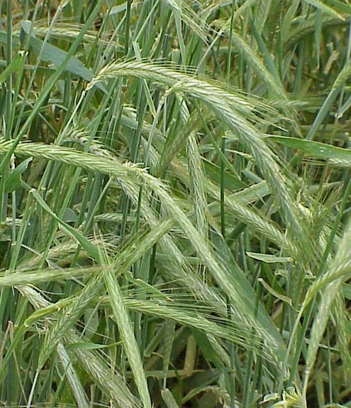 Pflanzenbild gross Roggen - Secale cereale