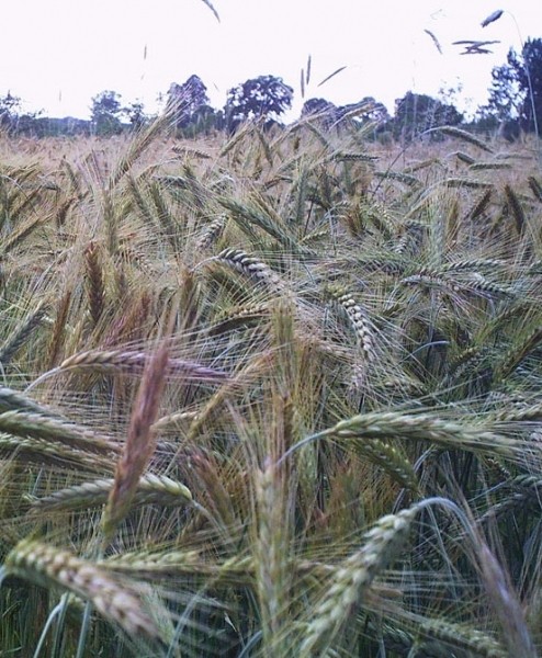 Pflanzenbild gross Roggen - Secale cereale
