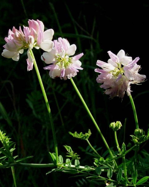 Pflanzenbild gross Bunte Kronwicke - Securigera varia