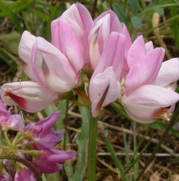 Pflanzenbild gross Bunte Kronwicke - Securigera varia