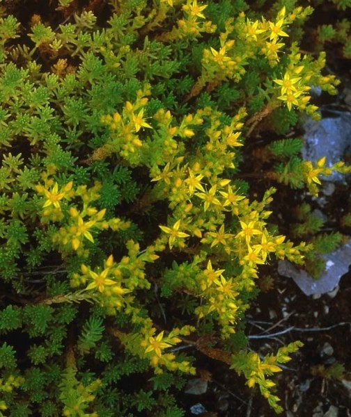 Pflanzenbild gross Scharfer Mauerpfeffer - Sedum acre