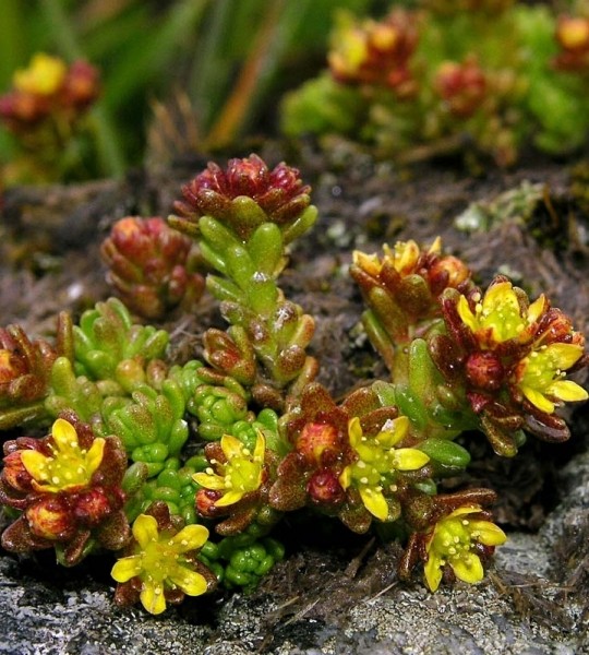 Pflanzenbild gross Alpen-Mauerpfeffer - Sedum alpestre