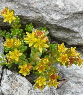 Pflanzenbild gross Alpen-Mauerpfeffer - Sedum alpestre
