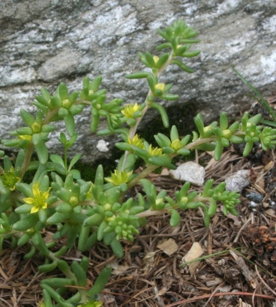 Pflanzenbild gross Einjähriger Mauerpfeffer - Sedum annuum