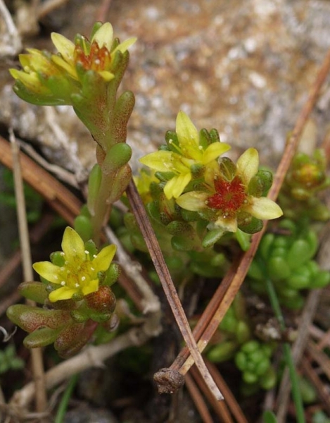 Pflanzenbild gross Einjähriger Mauerpfeffer - Sedum annuum