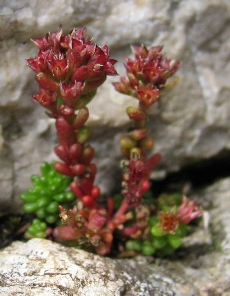 Pflanzenbild gross Dunkler Mauerpfeffer - Sedum atratum
