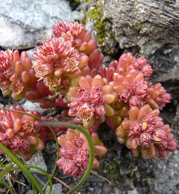 Pflanzenbild gross Dunkler Mauerpfeffer - Sedum atratum