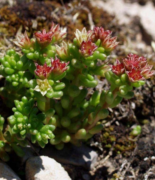 Pflanzenbild gross Dunkler Mauerpfeffer - Sedum atratum