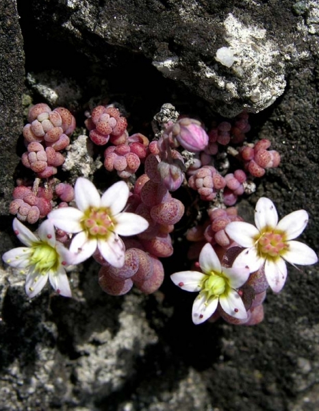 Pflanzenbild gross Dickblättriger Mauerpfeffer - Sedum dasyphyllum