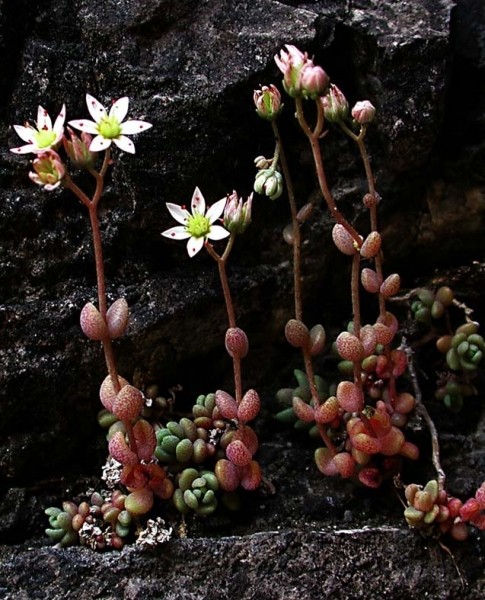 Pflanzenbild gross Dickblättriger Mauerpfeffer - Sedum dasyphyllum