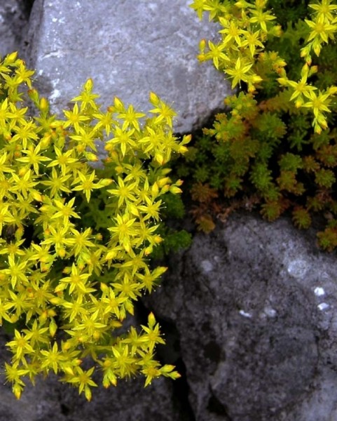 Pflanzenbild gross Milder Mauerpfeffer - Sedum sexangulare