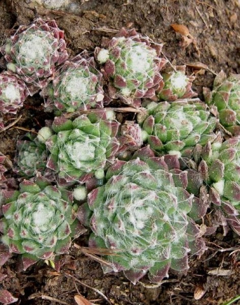 Pflanzenbild gross Spinnweb-Hauswurz - Sempervivum arachnoideum