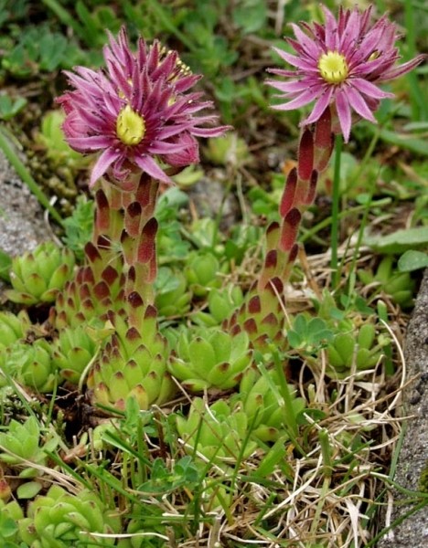 Pflanzenbild gross Berg-Hauswurz - Sempervivum montanum