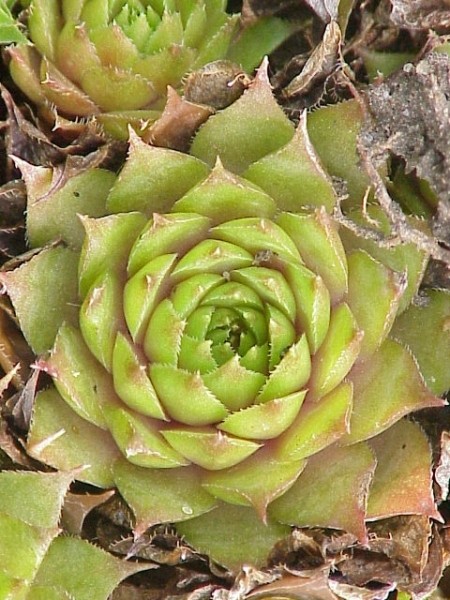 Pflanzenbild gross Dach-Hauswurz - Sempervivum tectorum