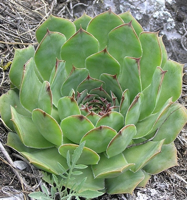 Pflanzenbild gross Dach-Hauswurz - Sempervivum tectorum