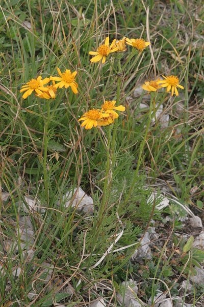 Pflanzenbild gross Eberreisblättriges Greiskraut - Senecio abrotanifolius